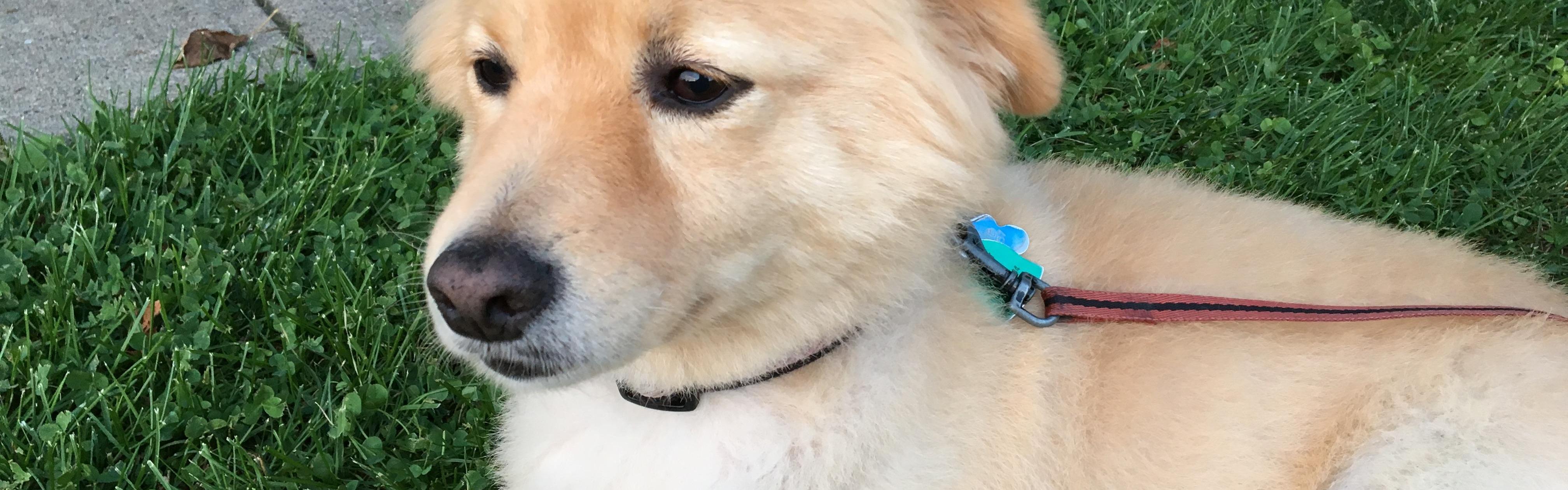 Dog on leash in grass