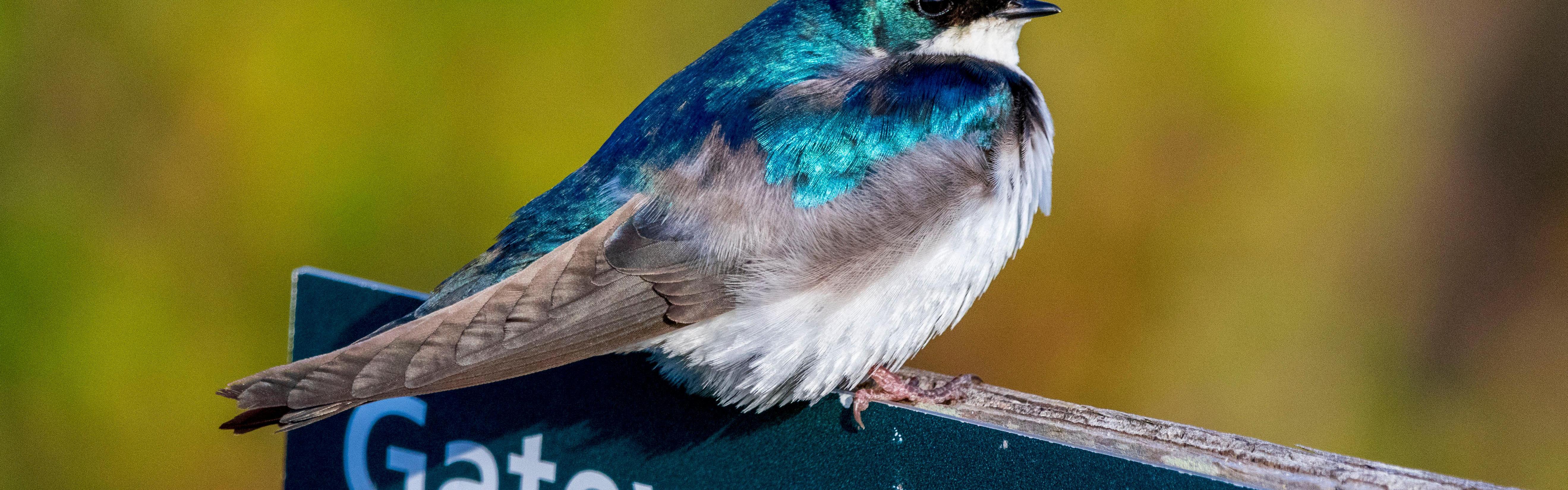 Tree swallow sitting on top of Gateway National Recreation Area outdoor sign