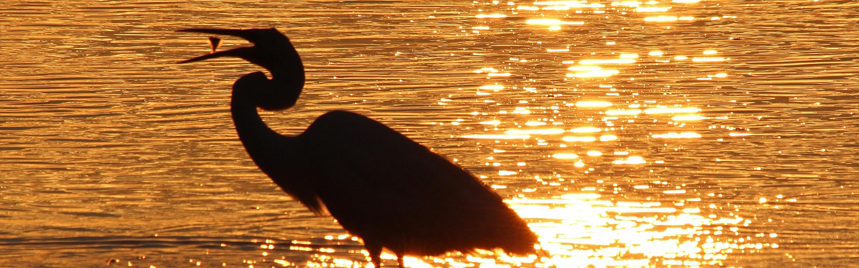 Egret wading in water during sunset.