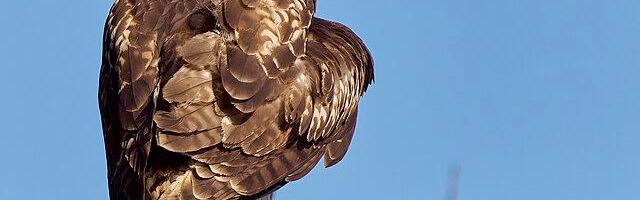 Red-tailed hawk on tree branch