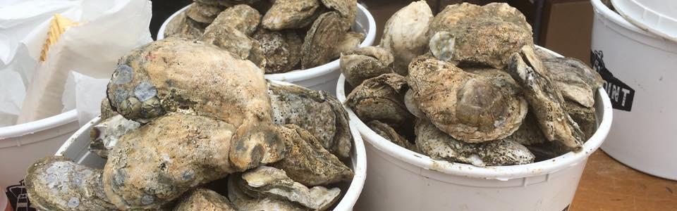 Bucket of Oysters