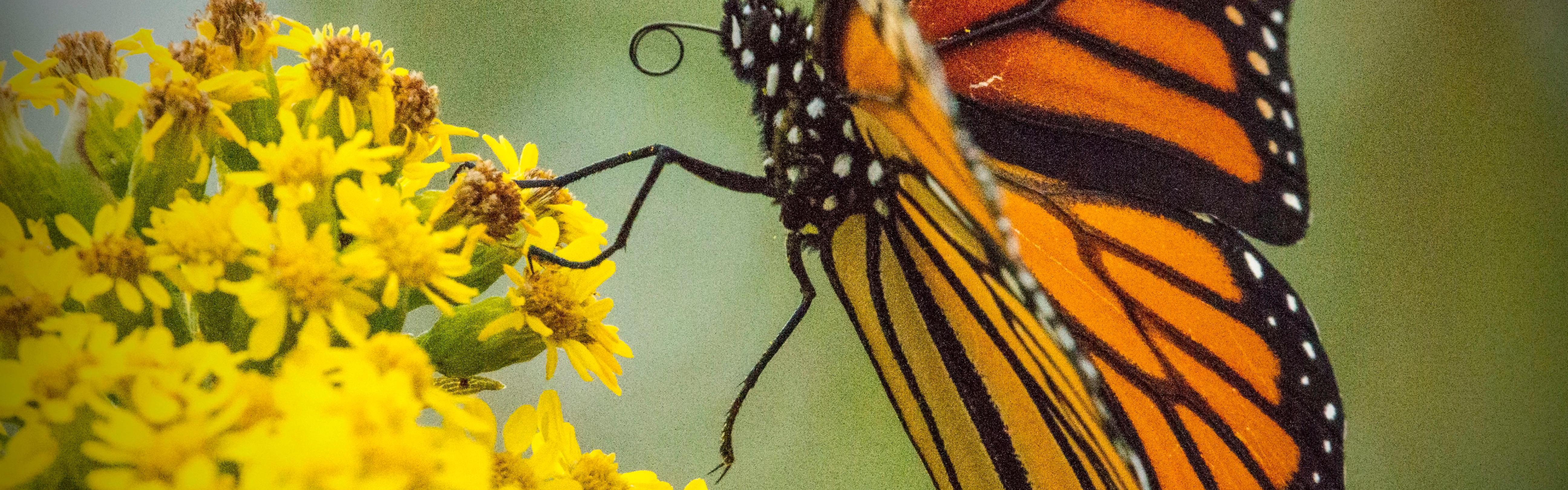 Orange and black butterfly sitting on top of a plant with yellow flowers
