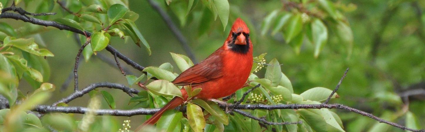 Red bird in tree