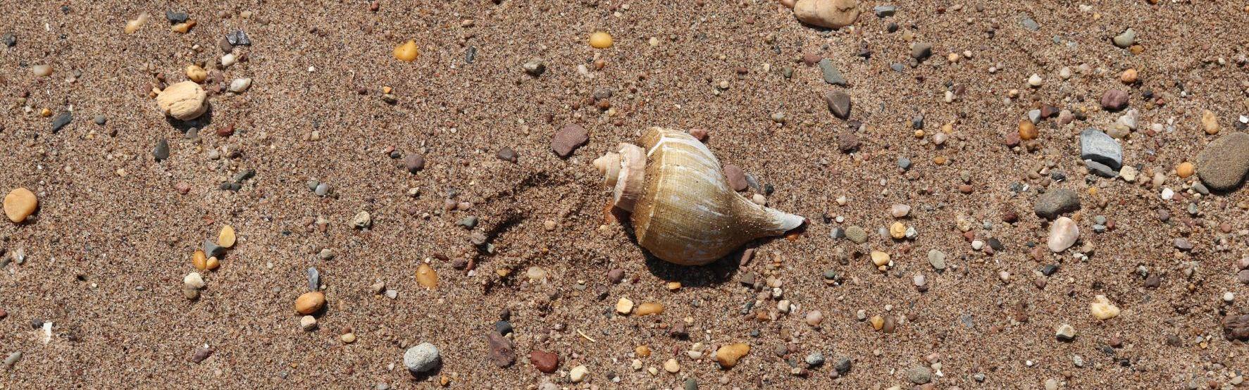 Whelk shell on beach