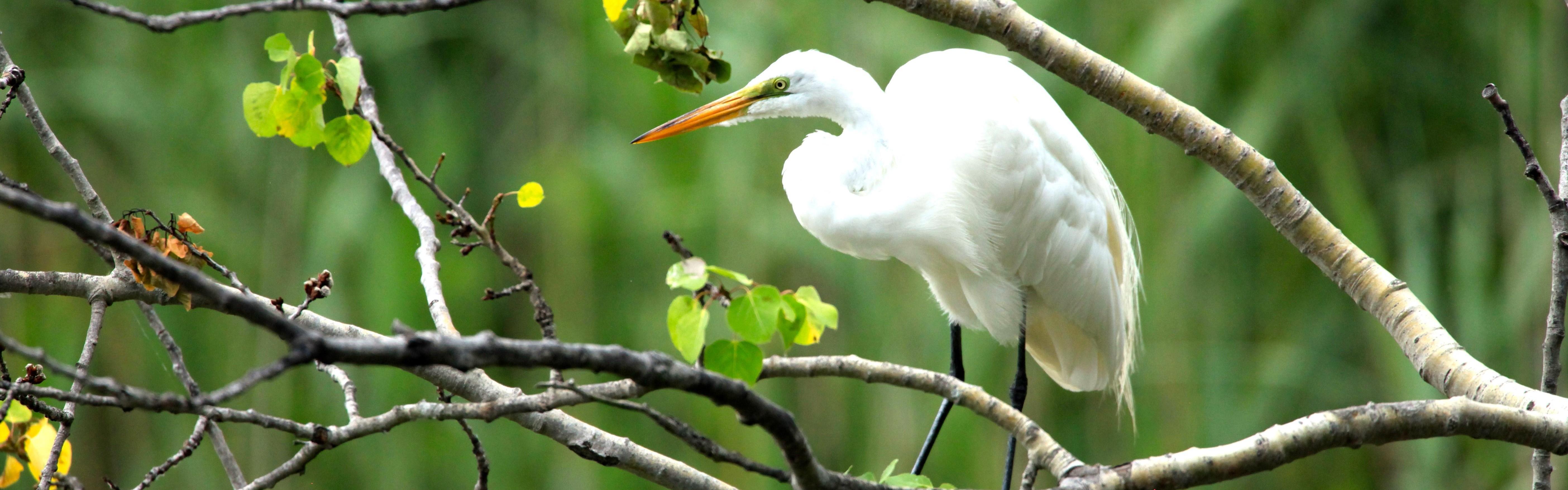 White Great egret standing on branch in tree