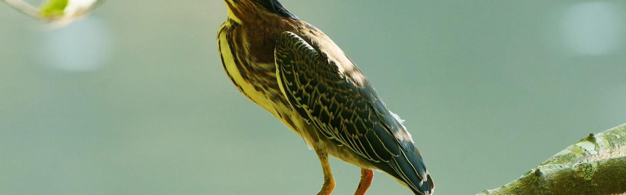 A greenish/brown bird with stripes on its chest rests on a branch.