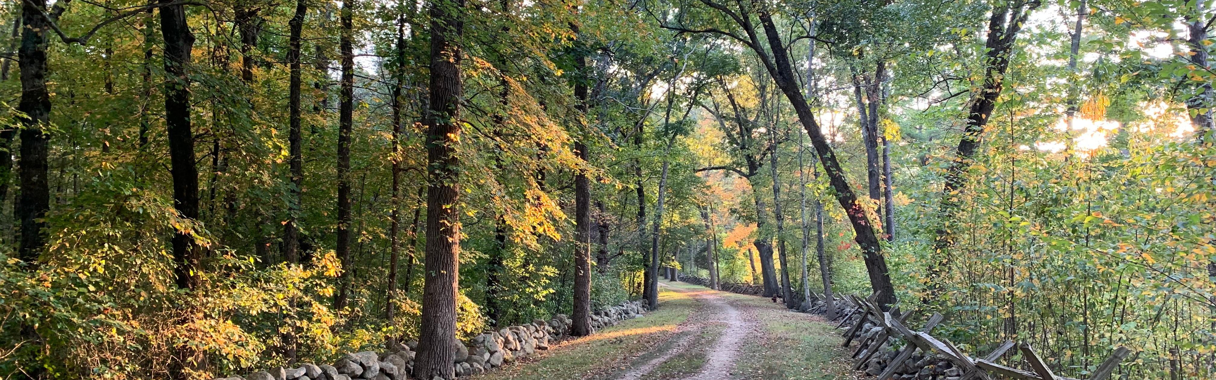 A colonial dirt road flanked by stone walls runs through a stand of towering green trees