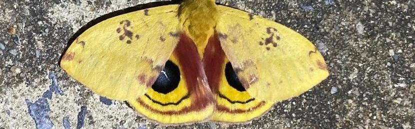 Moth with yellow, brown, and black wings.