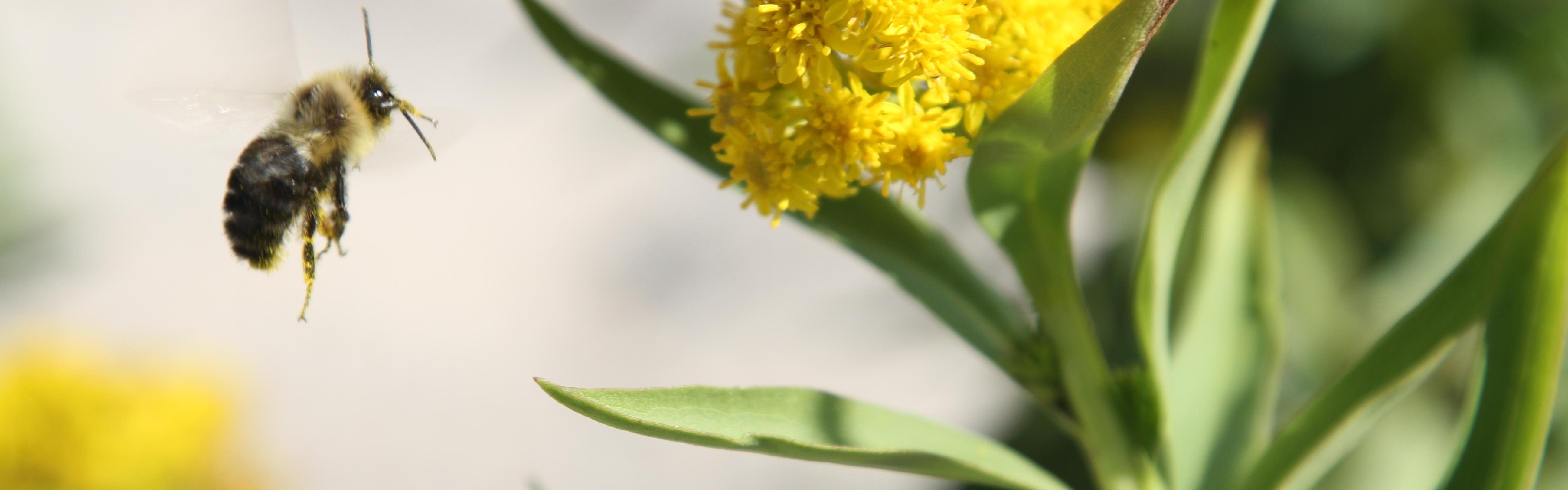 Bee floating near goldenrod.