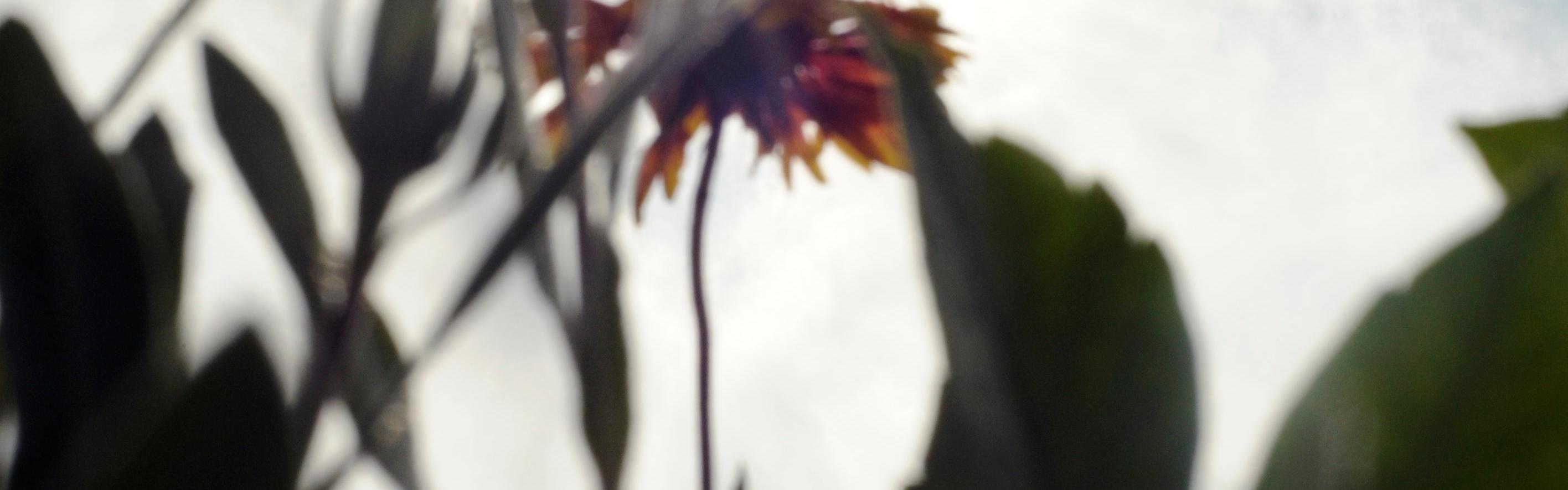 Silhouette of plants