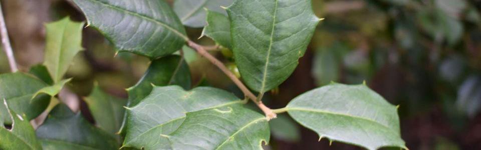 A group of leaves with multiple, sharp points