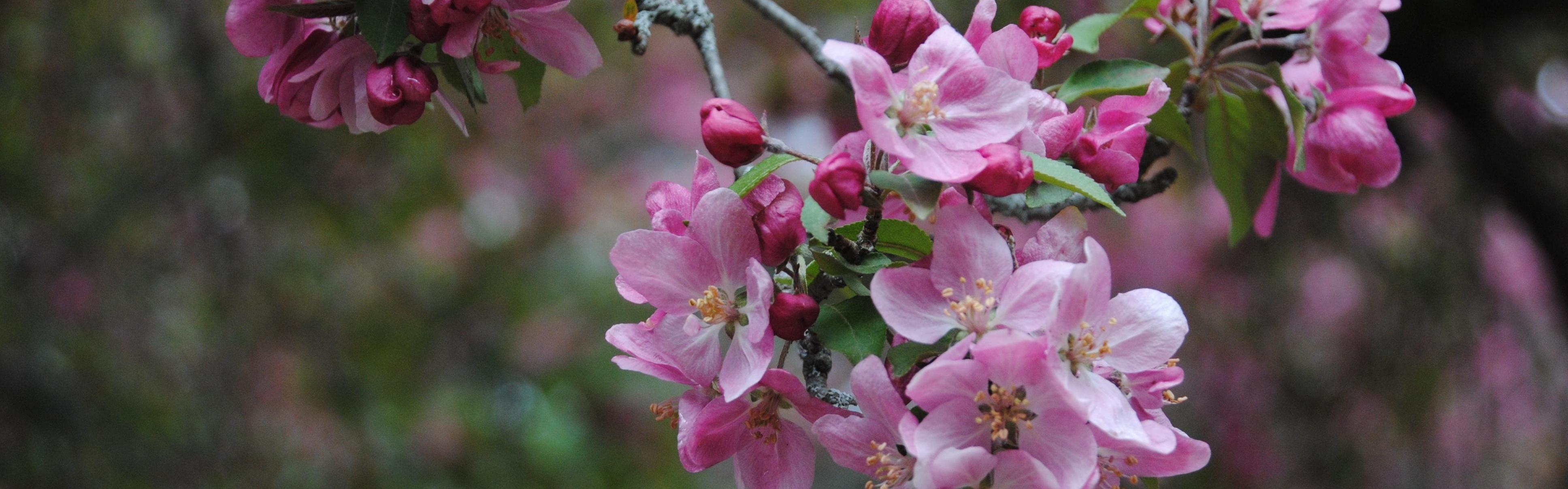 Close up of pink buds on a tree