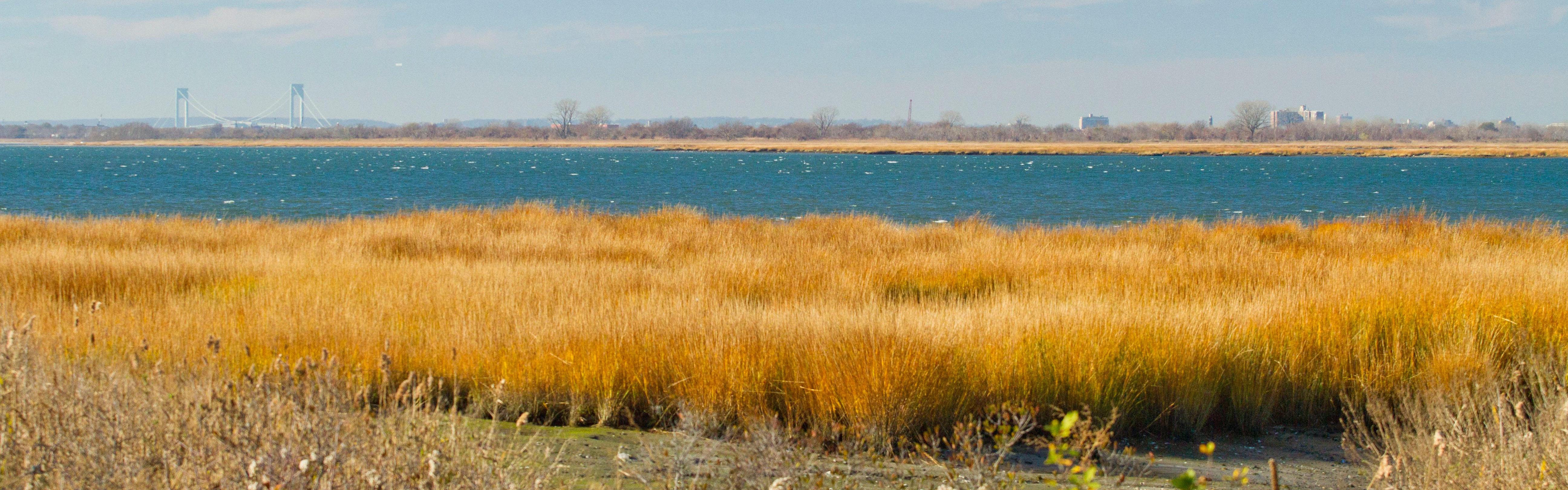 Jamaica Bay salt marsh with fall foliage