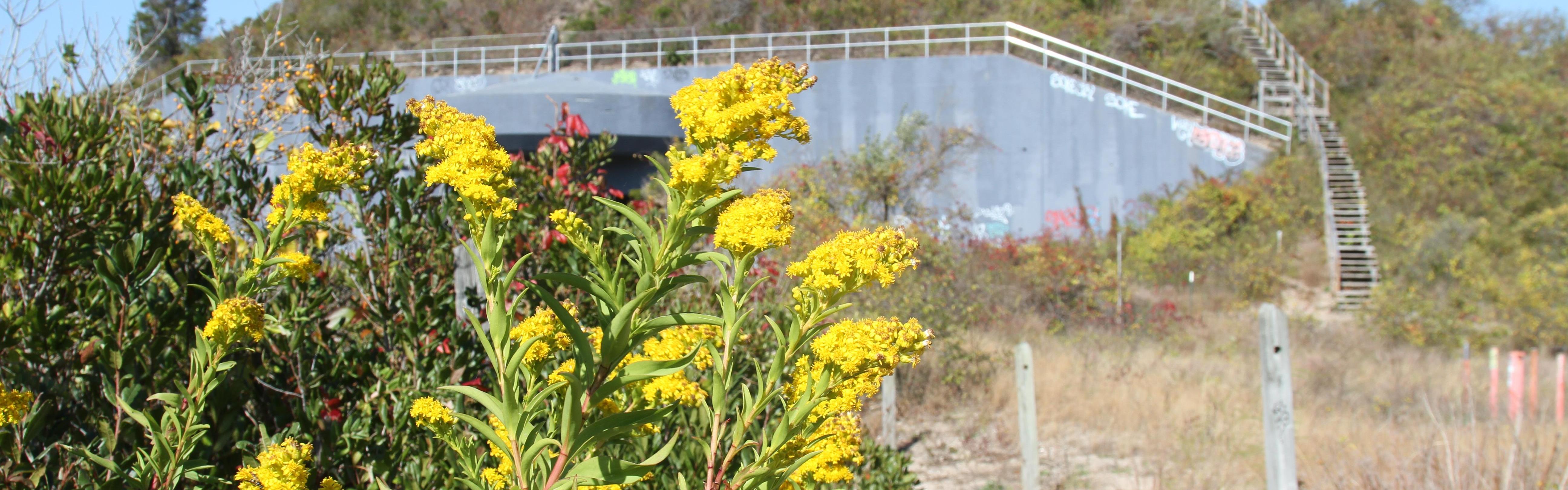 Goldenrod, with Battery Harris East in background