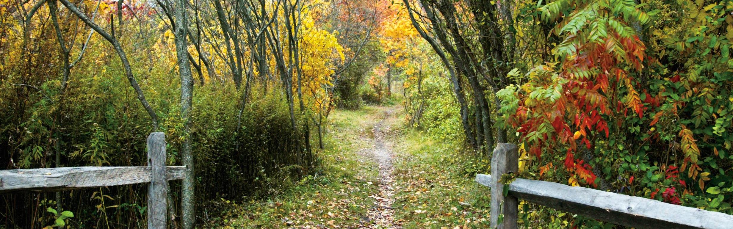 Nature trail with different colored fall foliage and two wooden gates