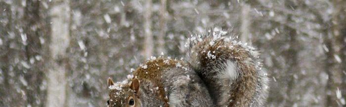 Squirrel on fence post in snow
