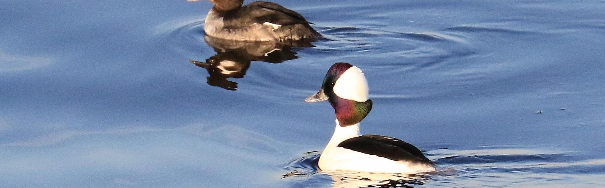 Two ducks swimming in water