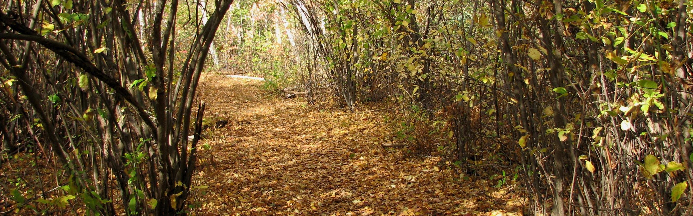 Golden fall foliage on nature trail
