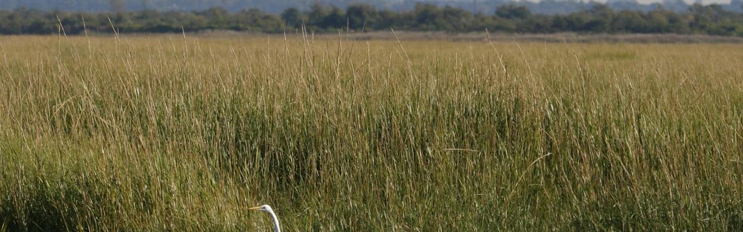 Egret standing in salt marsh with city skyline in back.