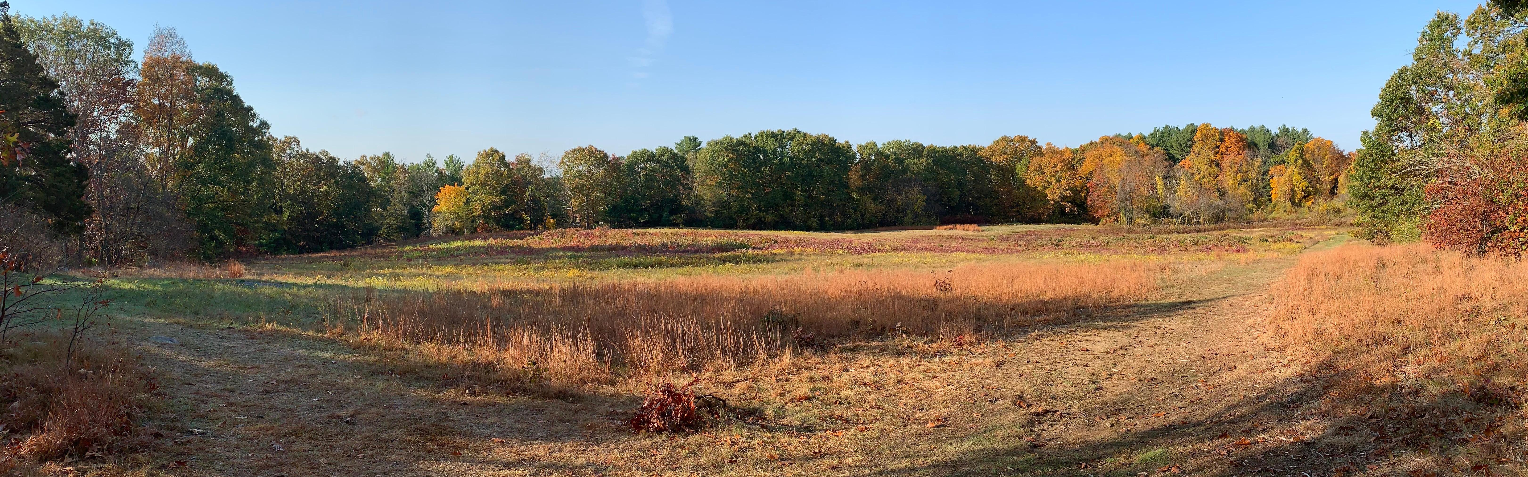 An open meadow at sunset. Golden rays of sun illuminate the grass and flowers
