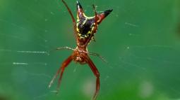A red spider with a yellow pattern on the abdomen and two spikes poking out from the back.