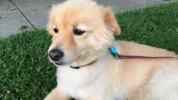 Dog on leash in grass