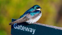 Tree swallow sitting on top of Gateway National Recreation Area outdoor sign