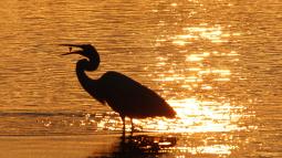 Egret wading in water during sunset.