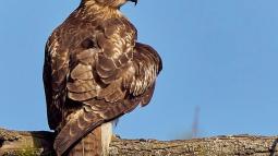 Red-tailed hawk on tree branch