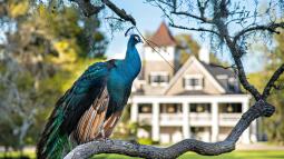 Image of a peacock sitting on a tree branch in front of a stately home