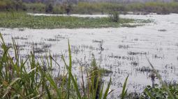 Image of a swamp with reeds in the foreground