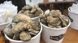 Bucket of Oysters