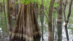 Image of Cypress trees in a swamp