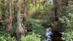 Image of a swampy area in a forest