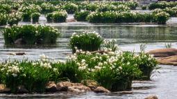 Image of white spider lilies growing on the rocky shoals of Catawba River