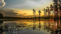 Image of a swampy lake surrounded by trees at sunset