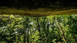 Image of a large overhanging rock with a forest in the background