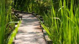 boardwalk path through marshy park 