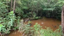 Image of a muddy swamp surrounding by a forest