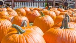 a photo of a patch of pumpkins