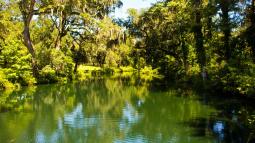 Image of a tree lined pond in sunshine