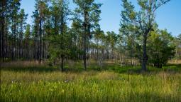 Wetland in the Francis Marion National Forest