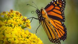 Orange and black butterfly sitting on top of a plant with yellow flowers
