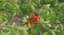 Red bird in tree