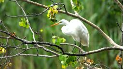 White Great egret standing on branch in tree