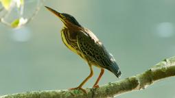 A greenish/brown bird with stripes on its chest rests on a branch.