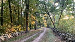 A colonial dirt road flanked by stone walls runs through a stand of towering green trees