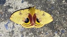 Moth with yellow, brown, and black wings.