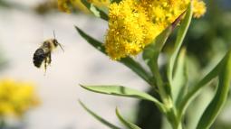 Bee floating near goldenrod.