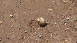Whelk shell on beach